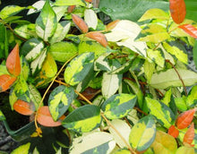 Trachelospermum asiaticum 'Ougon Nishiki'