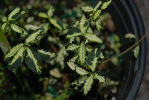Trachelospermum asiaticum 'Ougon Nishiki Pixie'