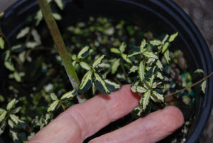 Trachelospermum asiaticum 'Ougon Nishiki Pixie'