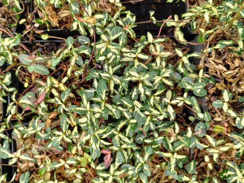 Trachelospermum asiaticum 'Ougon Nishiki Pixie'