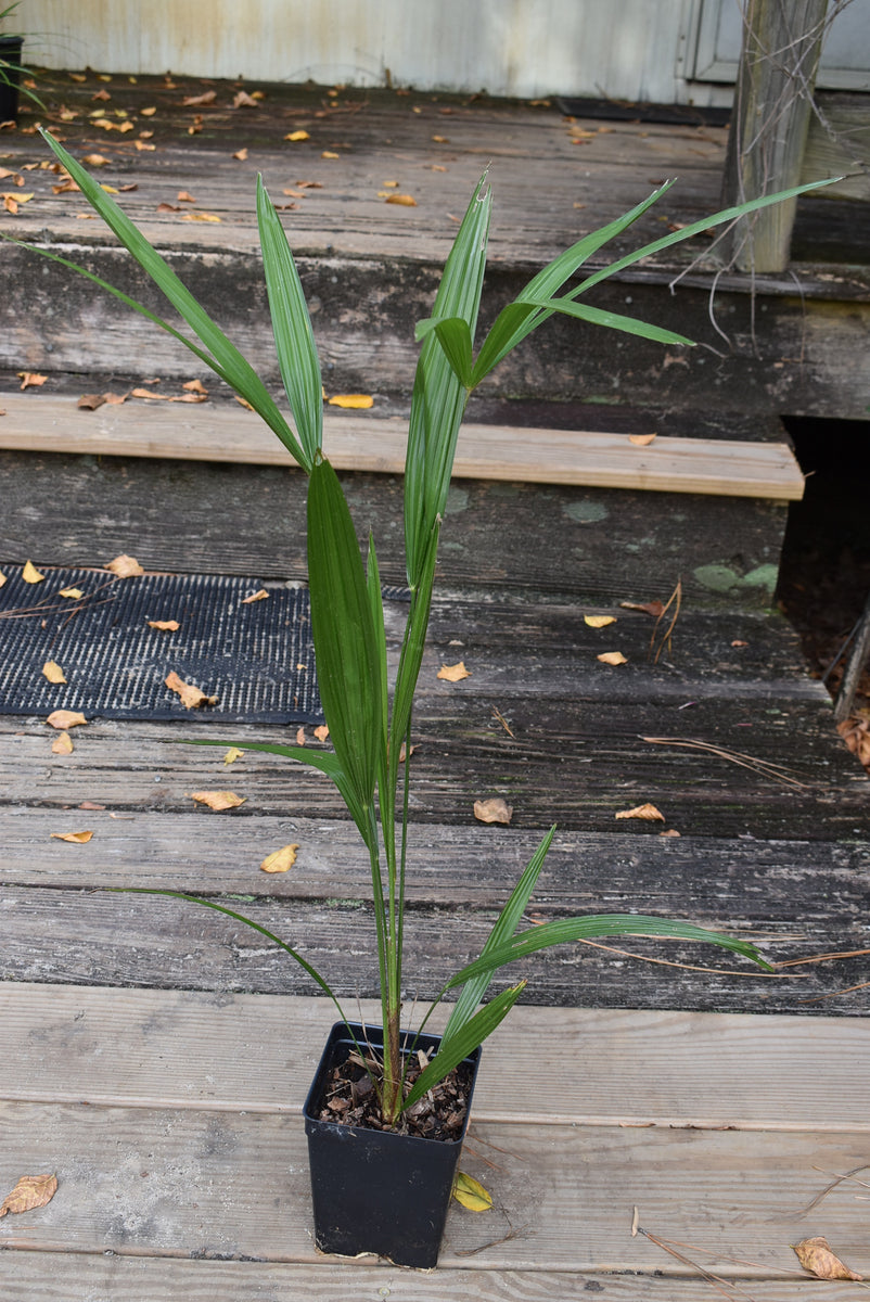 Trachycarpus fortunei 'Bulgaria' – Nurseries Caroliniana