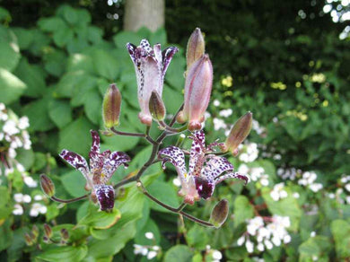 Tricyrtis 'Empress'