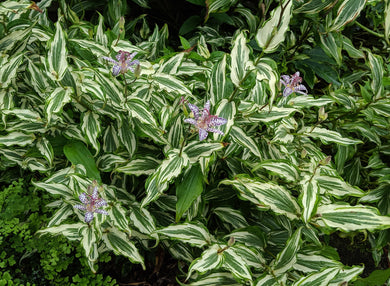 Tricyrtis 'Imperial Banner' PP 18,956