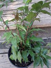 Veronicastrum stenostachyum