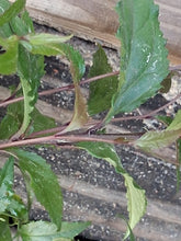 Veronicastrum stenostachyum