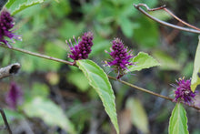 Veronicastrum stenostachyum