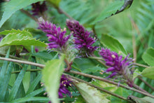 Veronicastrum stenostachyum