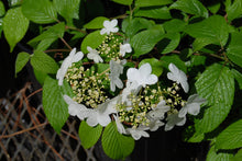 Viburnum plicatum tomentosum 'SMNVPFTD' Wabi-Sabi® PP#29,553