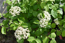 Viburnum dilatatum 'Asian Beauty'