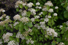 Viburnum dilatatum 'Asian Beauty'