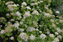 Viburnum dilatatum 'Asian Beauty'