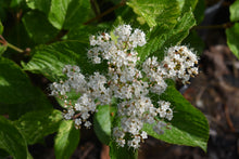 Viburnum dilatatum 'Asian Beauty'