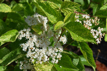 Viburnum dilatatum 'Frosty'