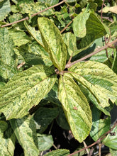 Viburnum dilatatum 'Frosty'
