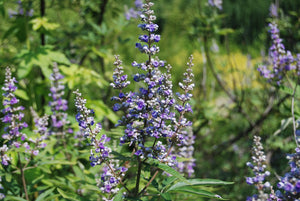 Vitex agnus-castus 'Shoal Creek'