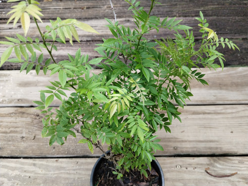 Wisteria floribunda f. microphylla 'Hime'