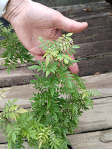 Wisteria floribunda f. microphylla 'Hime'