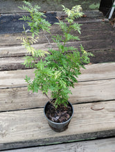 Wisteria floribunda f. microphylla 'Hime'