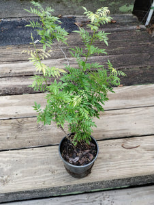 Wisteria floribunda f. microphylla 'Hime'