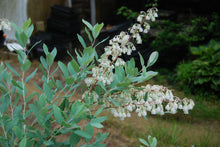 Zenobia pulverulenta 'Woodlander's Blue'