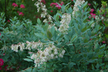 Zenobia pulverulenta 'Woodlander's Blue'