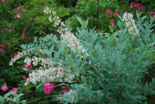 Zenobia pulverulenta 'Woodlander's Blue'