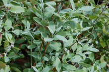 Zenobia pulverulenta 'Horry Blue'