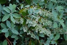 Zenobia pulverulenta 'Horry Blue'