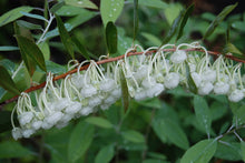 Zenobia pulverulenta 'Horry Blue'