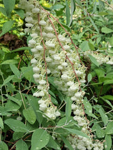 Zenobia pulverulenta 'Horry Blue'