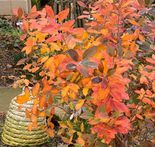 Zenobia pulverulenta 'Woodlander's Blue'