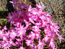 Zephyranthes 'Heart Throb'