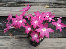 Zephyranthes 'Heart Throb'