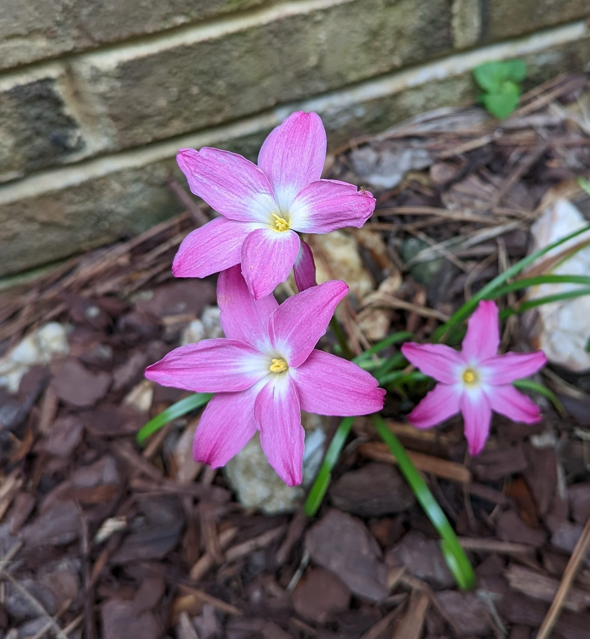 Zephyranthes Heart Throb Nurseries Caroliniana zephyranthes-heart-throb-nurseries-caroliniana