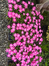 Zephyranthes 'Heart Throb'