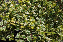 Abelia grandiflora 'Hopley'