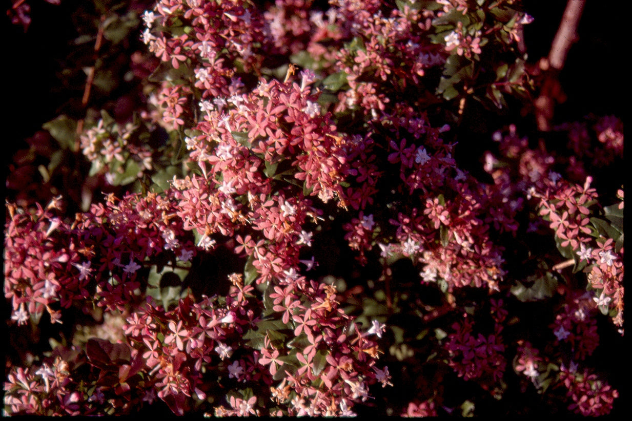 Festival d'autunno cinese Abelia 20-30 cm - Abelia chinensis Festival d'autunno cinese Abelia 20-30 cm - Abelia chinensis
