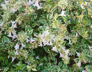Abelia grandiflora 'Hopley'