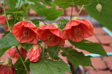 Abutilon 'David's Red'