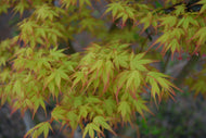 Acer palmatum 'Katsura'