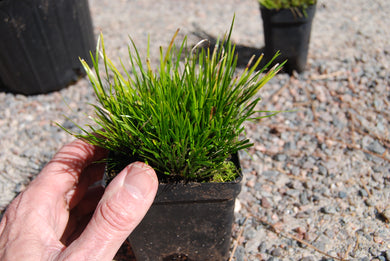 Acorus gramineus 'Chabosekisho'