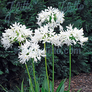 agapanthus white lily of the nile Agapanthus 'Getty White' – Nurseries Caroliniana