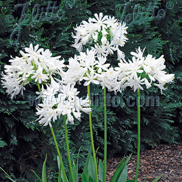 white lily of the nile Agapanthus 'Getty White'