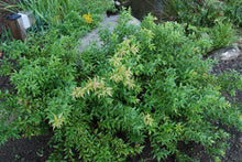 Agarista populifolia 'Taylor's Treasure'