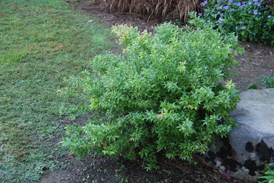 Agarista populifolia 'Taylor's Treasure'