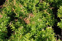Agarista populifolia 'Taylor's Treasure'