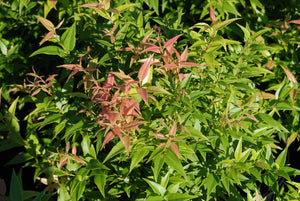 Agarista populifolia 'Taylor's Treasure'