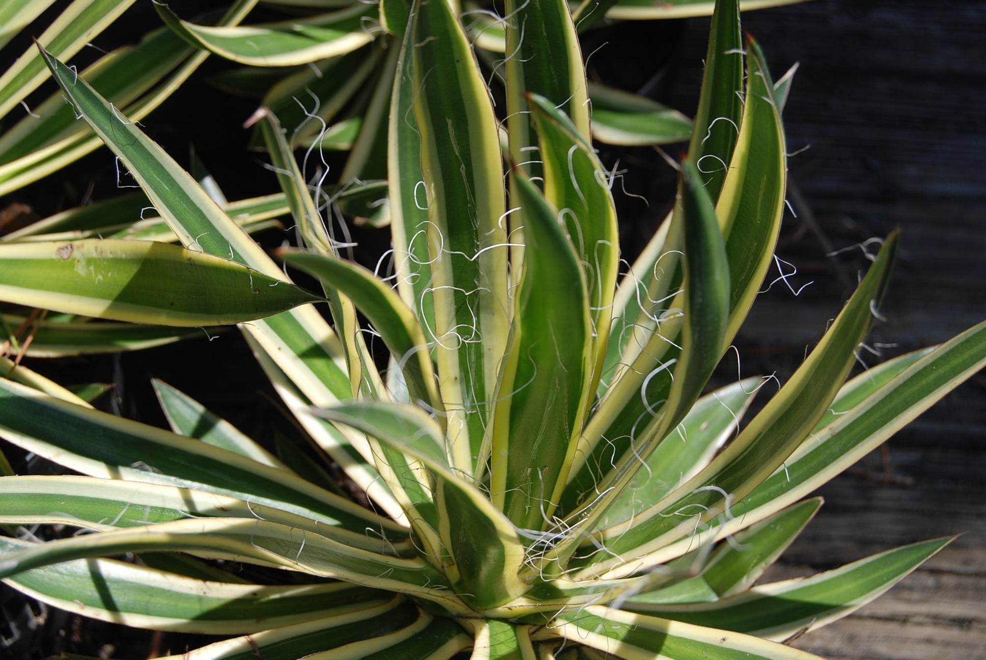 植木鉢の専門店 鉢人 | 個性的な植木鉢が入荷！ 4〜6号サイズの