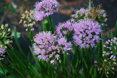 Allium  'Millenium'