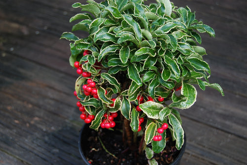 Ardisia crenata 'Spring Frost'°